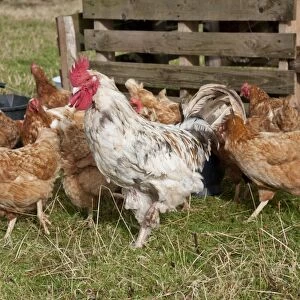 Domestic Chicken, Free-range cockerel and hens, flock standing on grass, Bouldon, Shropshire, England, september