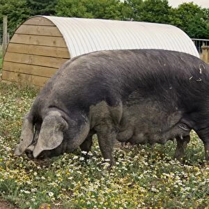 Domestic Pig, Large Black sow, standing in paddock beside arc, with Scentless Mayweed (Matricaria maritima) flowering, Suffolk, England, august
