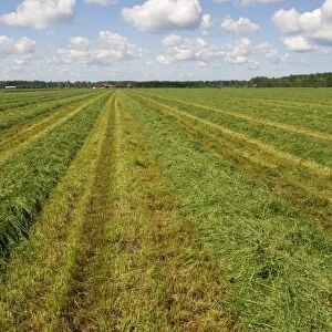 Field with cut grass for silage, Sweden, july