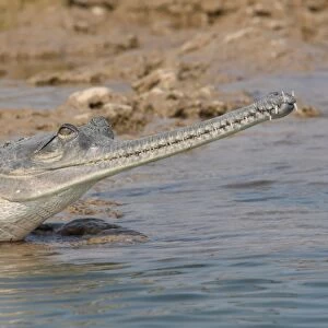 Gharial (Gavialis gangeticus) adult female, close-up of head, in shallow water at edge of river, Chambal River, Uttar Pradesh, India, january