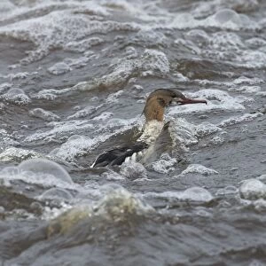 Goosander (Mergus merganser) adult male, in partial eclipse plumage, swimming in rough water, River Nith, Dumfries and Galloway, Scotland, november