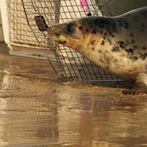 Grey Seal (Halichoerus grypus) rescued pup, being released from cage on beach, Woolocombe, North Devon, England, march