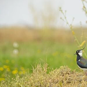 Northern Lapwing (Vanellus vanellus) adult male, summer plumage, standing on vegetation, Italy, April