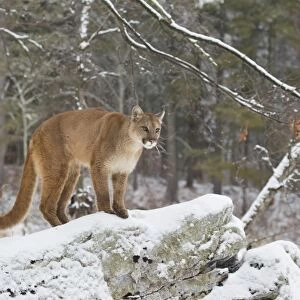 Puma (Puma concolor) adult, standing on snow covered rocks on woodland edge, Minnesota, U. S. A. January (captive)
