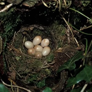 Robin (Erithacus rubecula) Nest and eggs
