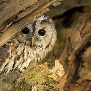 Tawny Owl (Strix aluco) adult, at hole in birch tree, South Yorkshire, England, november (captive)