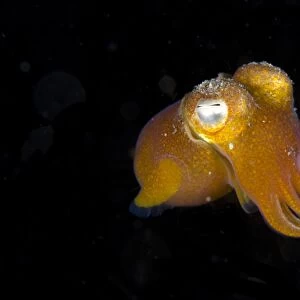Tropical Bottletail Squid (Sepiadarium kochi) adult, free-swimming, Horseshoe Bay, Nusa Kode, Rinca Island, Komodo N. P