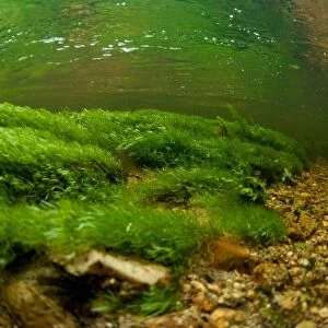 Underwater view of waterweed in river habitat, River Fowey, Bodmin Moor, Cornwall, England