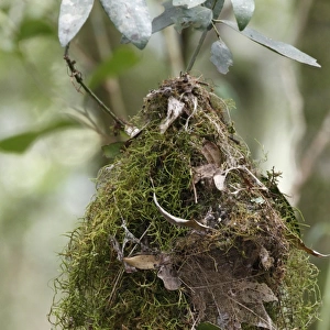 White-browed Scrubwren (Sericornis frontalis) nest, hanging in tree, Lamington N. P. Queensland, Australia, October