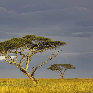 Acacia trees at sunset, Serengeti National Park, Tanzania, Africa