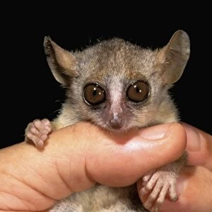 Africa, Madagascar, Western dry forest. Grey mouse lemur (Microcebus murinus)