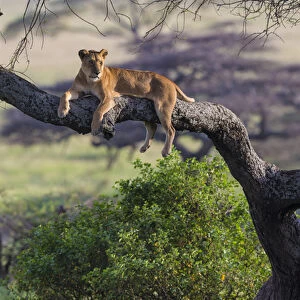 Africa. Tanzania. African lion female (Panthera leo) in tree Serengeti NP