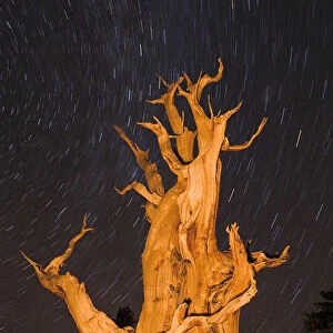 Ancient Bristlecone Pine (Pinus longaeva) under starry sky in the Patriarch Grove
