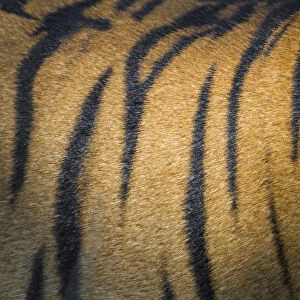 Asia. India. Male Bengal tiger skin (Pantera tigris tigris) showing the stripes that