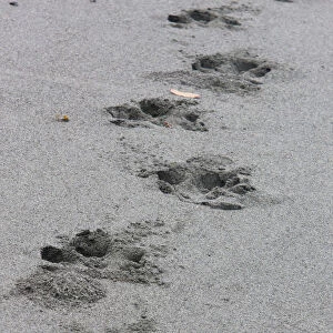 Bairds Tapir (Tapirus bairdii) tracks on the sandy beach of Corcovado National Park