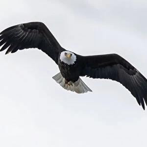 Bald eagle soring high looking for prey