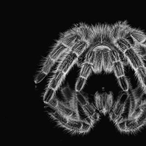Black and white of Mexican redknee tarantula reflected on mirror