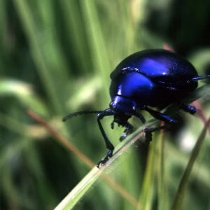 Blue beetle. (species not known to photographer)