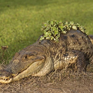 Brown Caiman (Caiman crocodilus fuscus) - subspecies of Caiman crocodilus & Water Lettuce