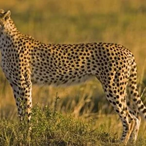 Cheetah (Acinonyx jubatus) on plain, Masai Mara National Reserve, Kenya