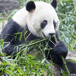China, Sichuan Province, Chengdu, Giant Panda Bear (Ailuropoda melanoleuca) eating
