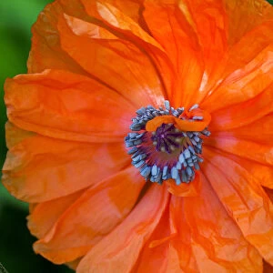 Close-up of an orange oriental poppy (papaver) with blue center