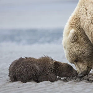 Coastal Grizzly bear cub (ursus arctos) begs for a clam from its mother. Lake Clark National Park