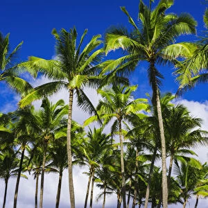 Coconut palms, Kapaa, Kauai, Hawaii, USA