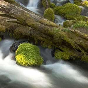 Detail, Clearwater Creek, Clearwater Falls, Umpqua National Forest, Oregon, USA