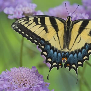 Eastern Tiger Swallowtail Papilio glaucus