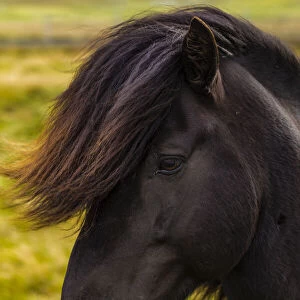 Europe, Faroe Islands. Portrait view of a horse on the island of Streymoy