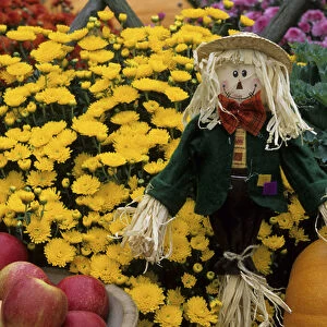 Fall Garden display: Apples in wooden bowl, pumpkins, ornamental kale, scarecrow