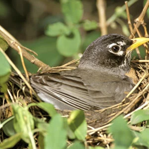 Female American Robin on nest, (Turdus Migratorius)