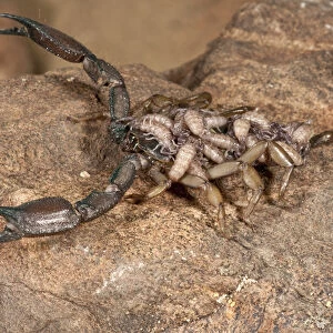 Flat Rock Scorpion Hadogenes paucidens Native to Africa