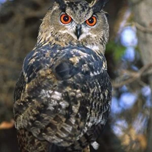 Forest Eagle Owl, Bubo bubo, Native to Eurasia (Rehab Animal)