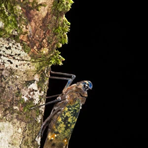 Fulgoroid plant-hopper (Flatidae), Yasuni National Park, Amazon Rainforest, ECUADOR