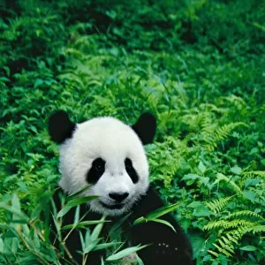 Giant Panda cub eats bamboo in the bush, Wolong Panda Reserve, Sichuan, China