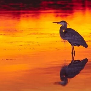 Great Blue Heron (Ardea herodias) fishing at Sunset. USA. Florida, Sanibel Island