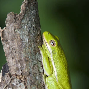 Green Tree Frog (Hyla cinerea) dormant on log in east Texas