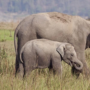 Indian / Asian Elephant and young one, Corbett National Park, India