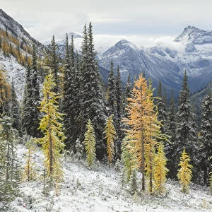 Larches displaying golden autumn color after fresh snowfall at Cutthroat Pass