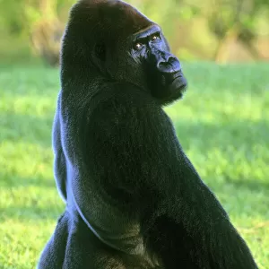 Lowland Gorilla, Silverback, (Gorilla gorilla), Miami Zoo, Florida, USA