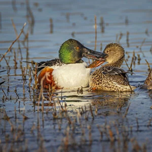 Male with two female Northern shovelers, Bosque del Apache National Wildlife Refuge, New Mexico