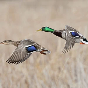 Mallard Duck Pair flying