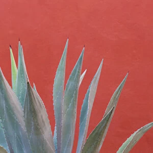 Mexico, San Miguel de Allende. Agave plant next to colorful wall