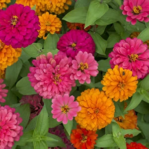 Michigan, Dearborn, Greenfield Village. Close up of colorful zinnia flowers
