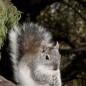 North America, USA, Arizona, SW, Arizona Gray Squirrel, Sciurus arizonensis, eating