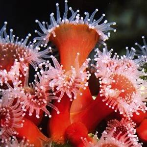 North America, USA, California. Strawberry anemone (Corynactis californica) cluster