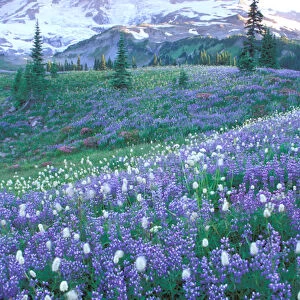 North America, USA, Washington State, Mount Rainier National Park. Mount Rainier