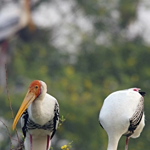 Painted Storks and youngone, Keoladeo National Park, India